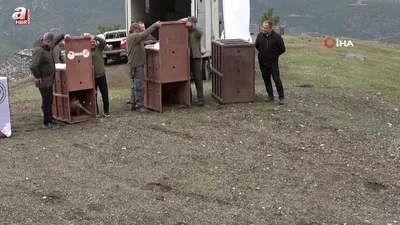 Akdeniz’den Karadeniz’e yaban keçisi