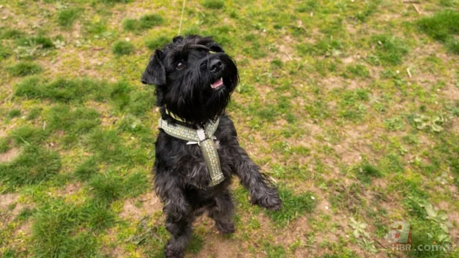 Veteriner açıkladı: İşte evcil hayvan olarak beslenebilecek en iyi 5 köpek ırkı 4