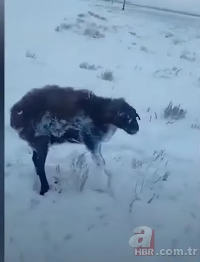 Görüntüler Türkiye'den! Kirpikleri ve sakalı soğuktan dondu 9