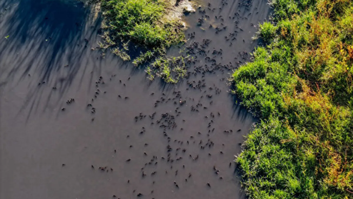 Diyarbakır'da endişe veren görüntüler: Balıklar su yüzeyine çıktı, inceleme başlatıldı