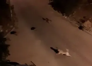 Antalya’da domuz sürüsü ile köpekler karşı karşıya geldi! O anlar kamerada