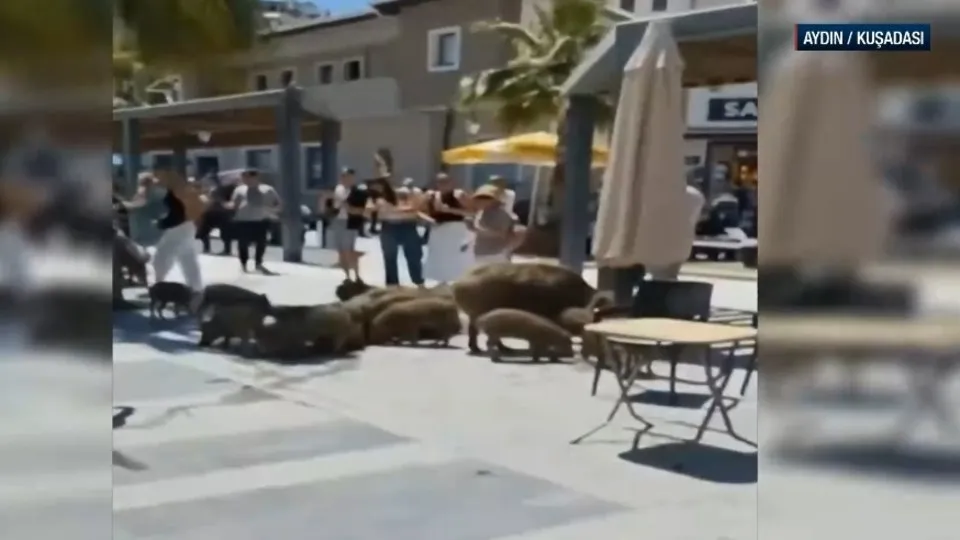 Aydın’da domuzlar çarşının ortasına indi!