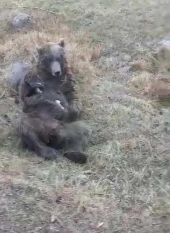 Kars’ta vatandaşlar yaralı boz ayıyı tavuk eti ile beslemeye çalıştılar