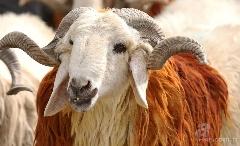 KURBANLIK DANA FİYATLARI 2023! Kurbanlık fiyatları ne kadar, kaç TL? Büyük baş, küçükbaş, koyun... 7