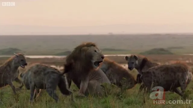 İzmir'de sırtlan paniği! "Tire canavarı" korku salıyor 21