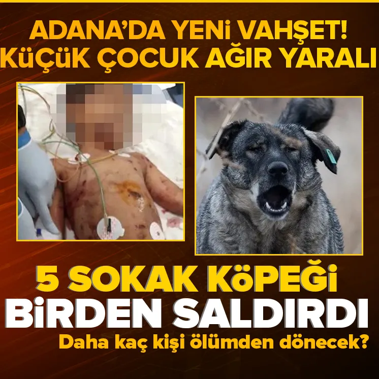 Adanada sokak köpeği dehşeti