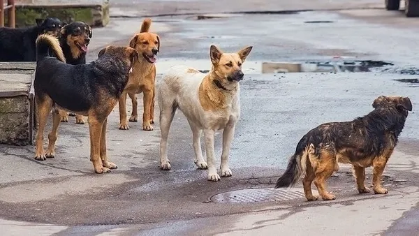 sahipsiz-30-kopek-ciftlige-saldirdi-41-hayvan-telef-oldu-1665902092576.jpg Sahipsiz 30 köpek çiftliğe saldırdı: 41 hayvan telef oldu - 4