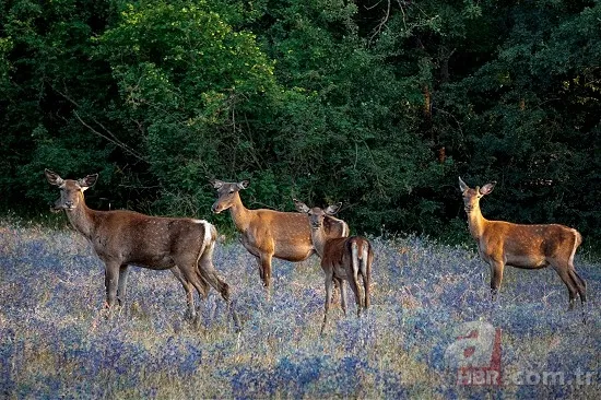 Kızıl geyik sayısı artıyor 2
