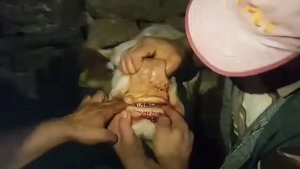 İneğin diline yapıştı! Veteriner ilk defa böylesini görüp çıkardı