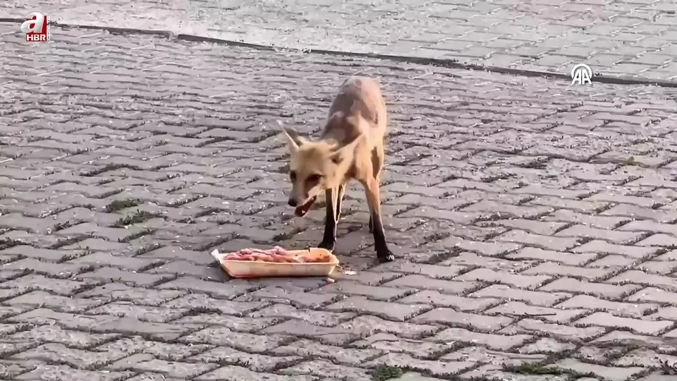 Her akşam polis lokalinin bahçesine gelen tilki çalışanlar tarafından besleniyor