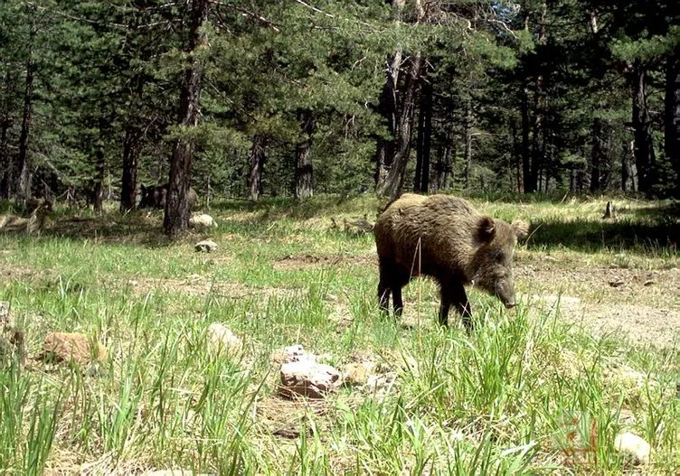 Kedigillerin en zor bulunan türü | İstanbul'da lüks bir malikanede ele geçirildi! Nesli neredeyse hiç kalmadı 21