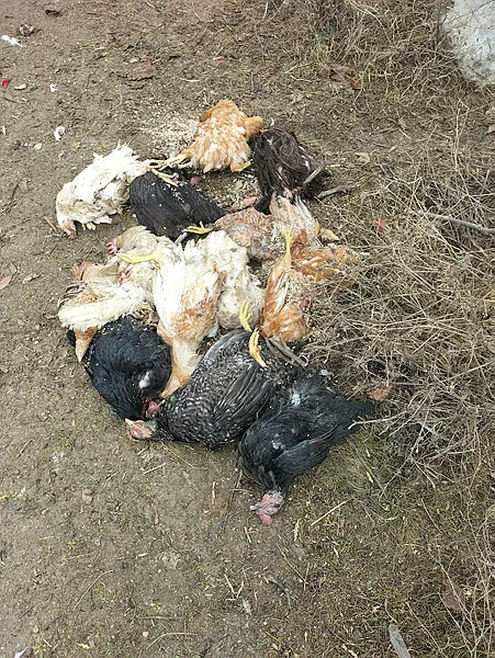 1702282900673.jpg Sokak köpekleri 40 tavuğu birden telef etti! Kastamonu'da vatandaş isyan etti: Yetkililerden yardım bekliyoruz - 2