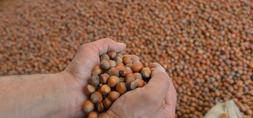 Fındık ihracatı miktar bazında düştü