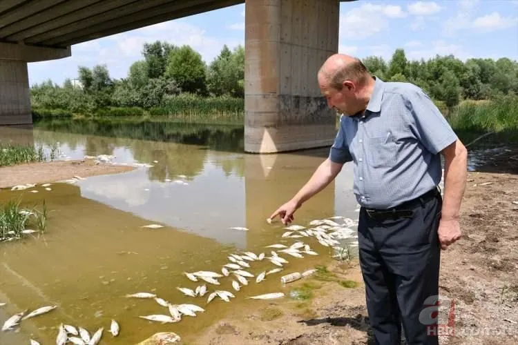 Kızılırmak'tan korkutan görüntü! Balık ölümlerinin sebebi belli oldu 8