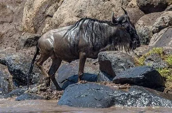 Sırtlanların arasında tek başına kalan aslanın mucize kurtuluşu! Son anda öyle şeyler oldu ki...