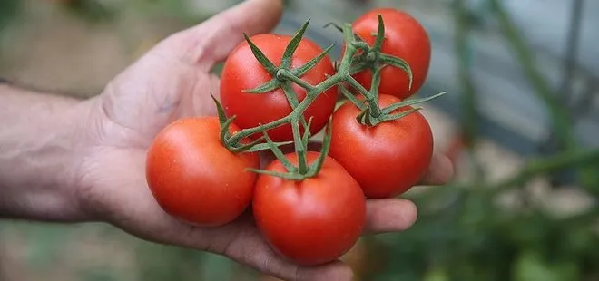 Bakan Bekir Pakdemirli: Rusya’nın Türkiye’den domates kotası 100 bin tona çıktı