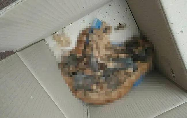 Mersin'de dehşete düşüren olay! 15 kedi zehirlenerek telef edildi - 5