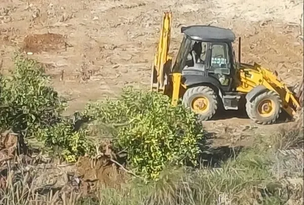 CHP'li Narlıdere Belediyesi'nin durmak bilmeyen ağaç katliamı! - 6