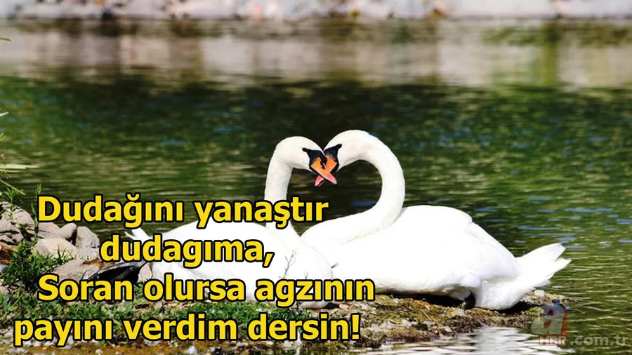 14 Şubat Sevgililer Günü sözleri 2021: En güzel ve anlamlı, resimli Sevgililer Günü kutlama mesajları burada 11