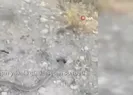 Hoy namussuz hoy, utanma kuyruğundan
