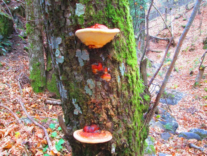 Ölümsüzlük mantarı nedir | Reishi mantarının faydaları nelerdir | Fiyatı dudak uçuklatıyor 3