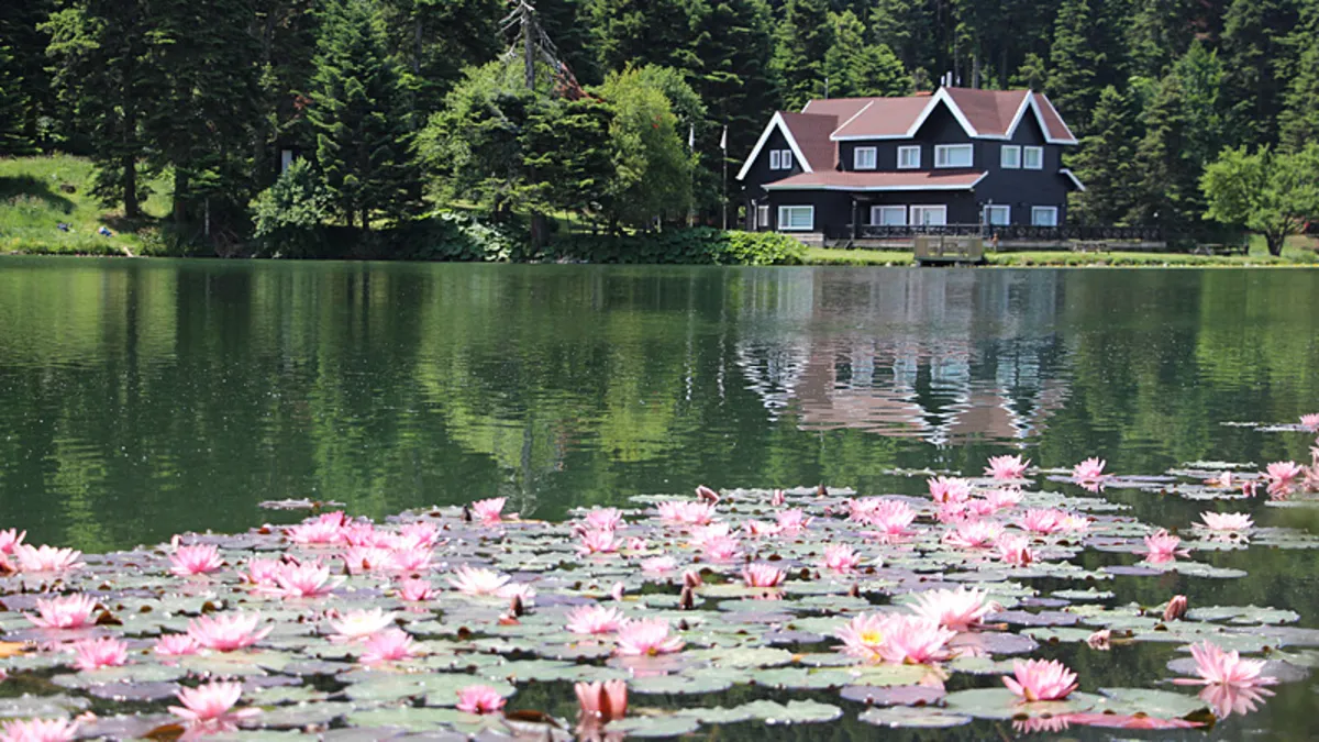 Bu çiçeği koparmak 557 bin 212 TL! Dokunan yandı