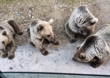 Ayılara şeker vermek istedi! Refleksle elini içeriye almasaydı...