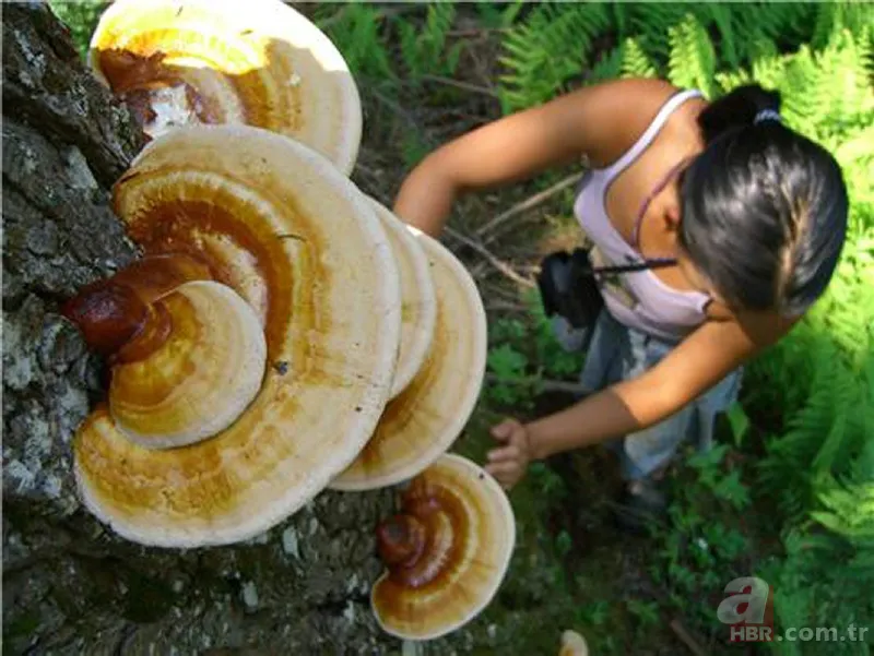 Ölümsüzlük mantarı nedir | Reishi mantarının faydaları nelerdir | Fiyatı dudak uçuklatıyor 6