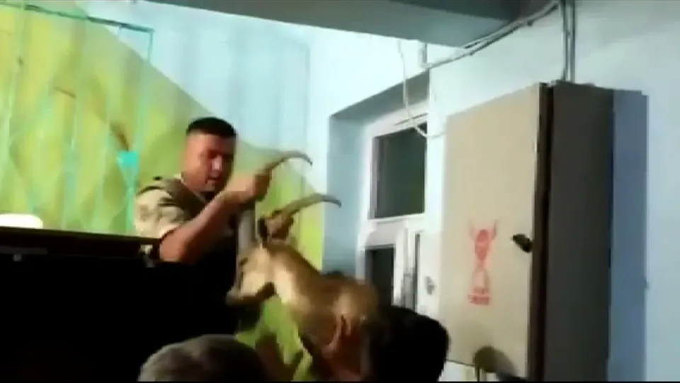 Adıyaman'da camide şaşırtan manzara! Dağ keçisi...