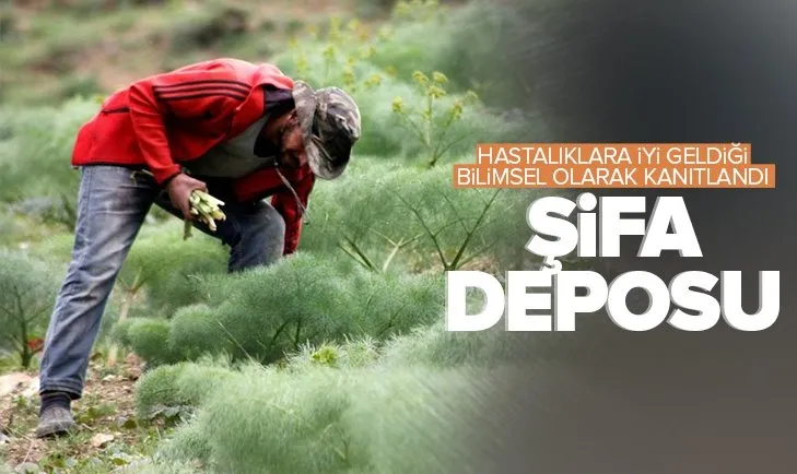 Birçok hastalığa iyi geliyor! Şifa kaynağı ışkının kilosu 50 TL’den satılıyor