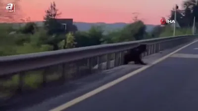 Bolu Dağı’nda bozayı ve yavruları görüntülendi