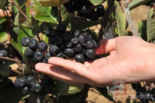 Aronya, Türk tarımına kazandırıldı 9