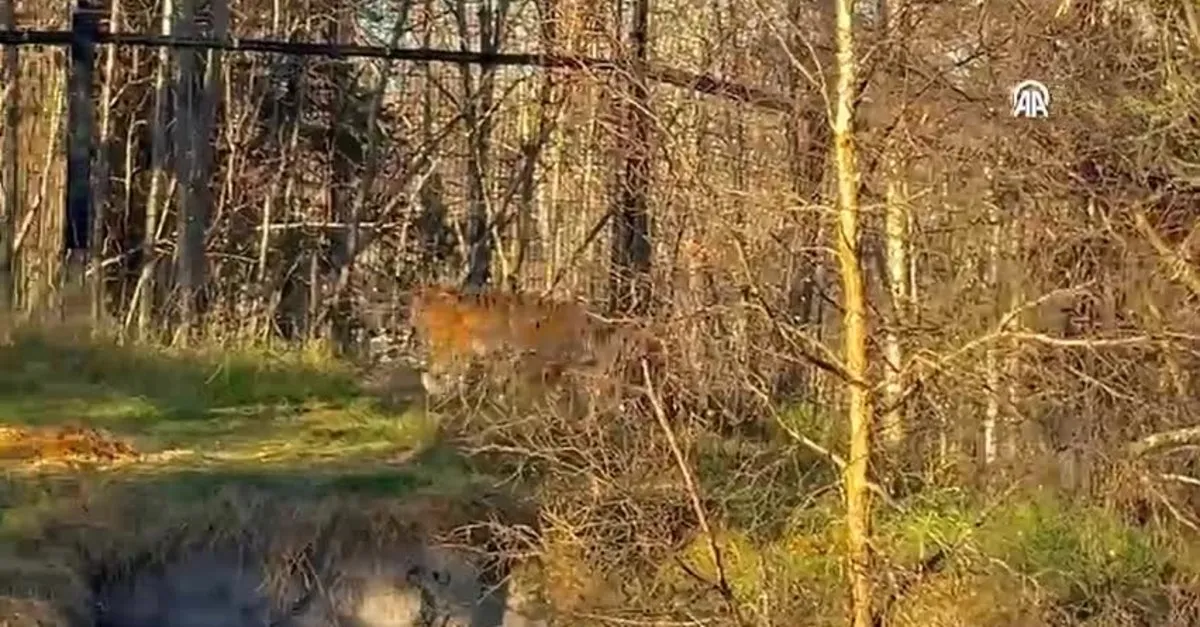 Koruma için Alaska’ya getirilen Amur Kaplanı yeni evine kavuştu