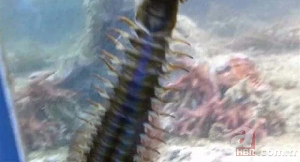 Hayvanlar dünyasından inanılmaz anlar 4