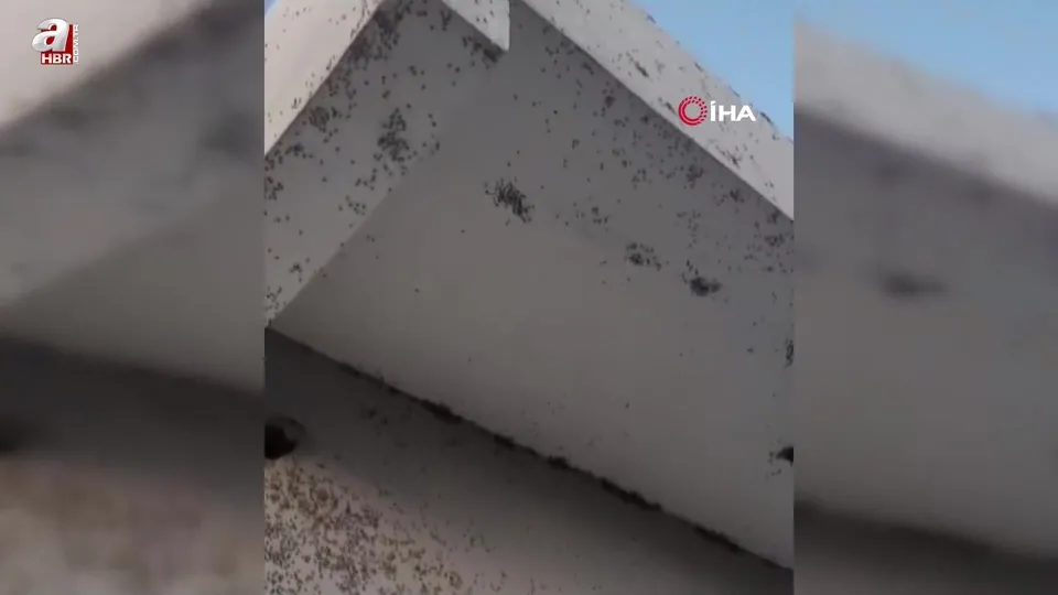 Siirt’te bir evin dış cephesini sinekler istila etti