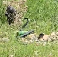 Odun almaya gidince karşılaştı! Dev yılan...