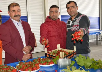 Yerli kiraz kilosu 85 liradan tezgaha indi