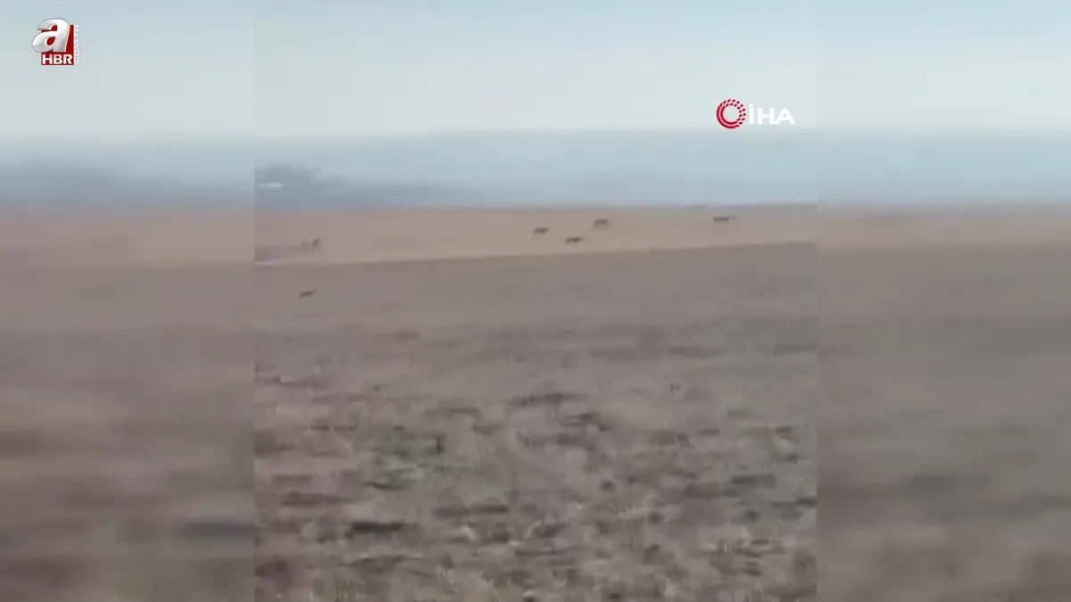 Köye inen kurt sürüsü kamerada