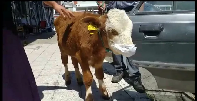 Kars’ta rahatsızlanan buzağıyı maske takıp veterinere götürdüler - 3