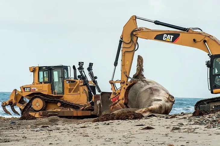 Ünlü sörf merkezine dev balina ölüsü kıyıya vurdu!