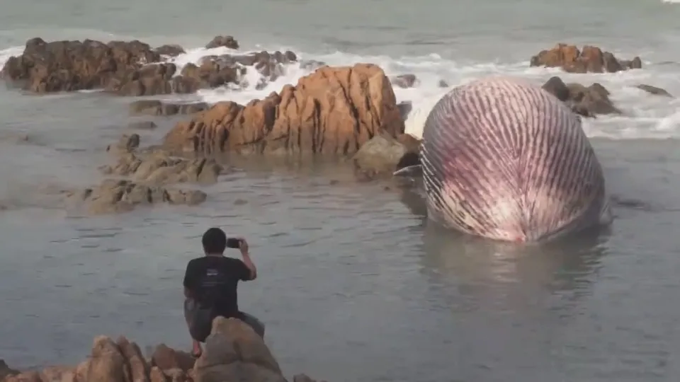 Gören telefona sarıldı! Bir ton ağırlığında metrelerce uzunlukta dev balina kıyıya vurdu