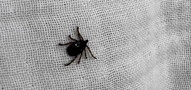 KKKA virüsü bu şikayetlerle ortaya çıkıyor!