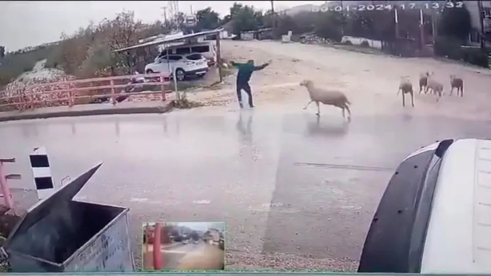 Yolun karşısına geçerken koç saldırdı