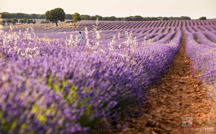 Bilinçaltımız onları sevmiyor! Psikolojiye göre en az tercih edilen renkler 6