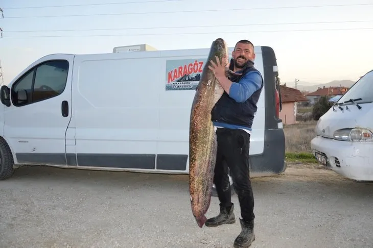 Son dakika: Ender görünen balık o ilimizde ağlara takıldı! İki kişi zor taşıyor! Görenleri hayrete düşürdü