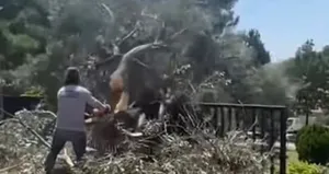 CHP’li Bornova Belediyesi’nden ağaç katliamı!