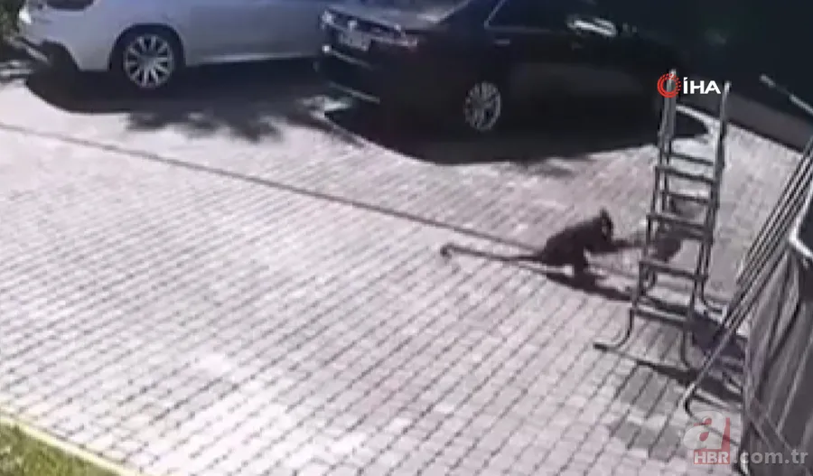 Maymun böyle kaçırdı! Halk seferber oldu 12