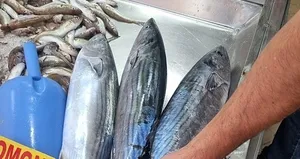 Sinop’ta toriklerin fiyatı 800 liraya düştü!