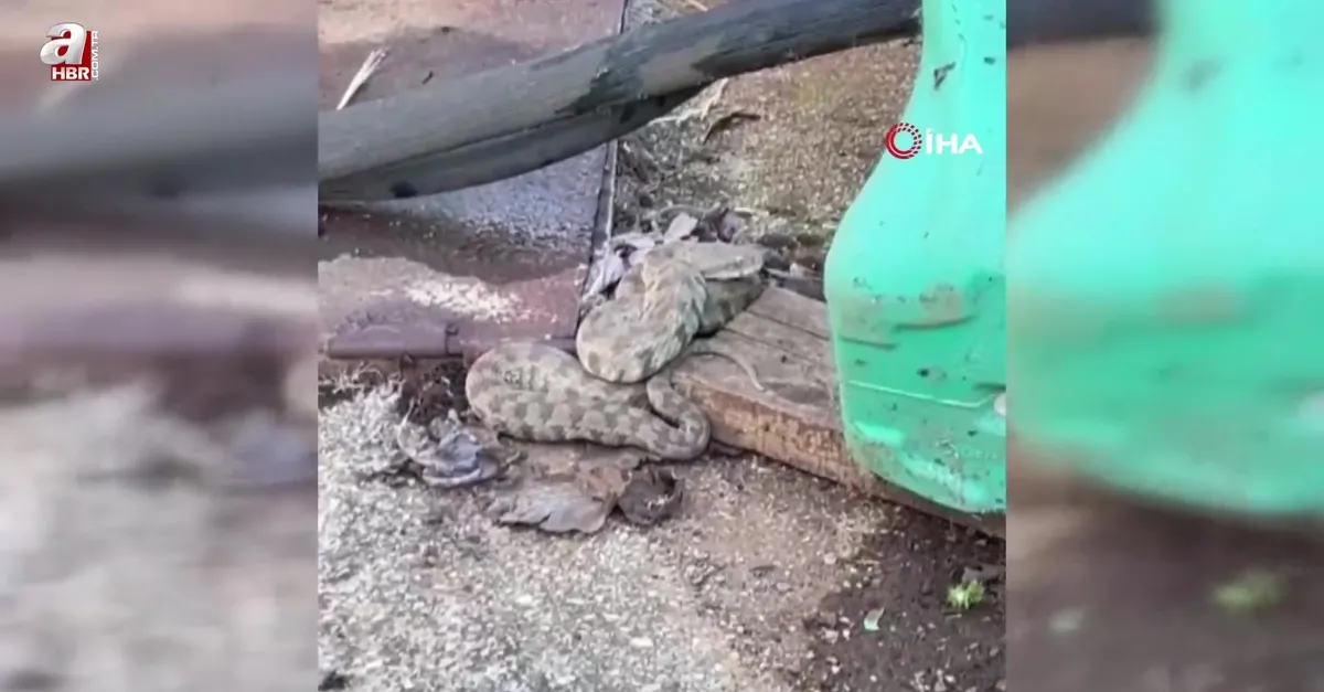 Zehirli yılan türü engerek görüntülendi