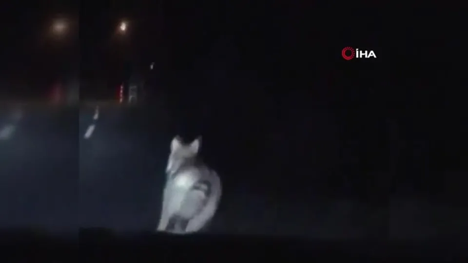 Görüntüler Erzurum’dan... Sürü halinde anayolda görüntülendiler